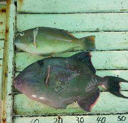 本部釣りイカダ 釣果