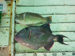 本部釣りイカダ 釣果