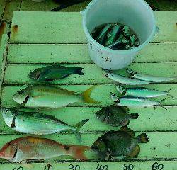 本部釣りイカダ 釣果