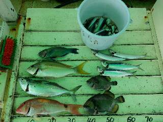 本部釣りイカダ 釣果