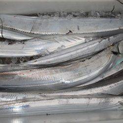 松本釣船2 釣果