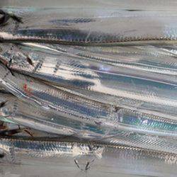 松本釣船2 釣果