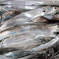 松本釣船2 釣果