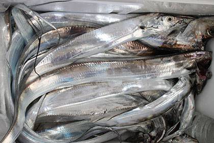 松本釣船2 釣果