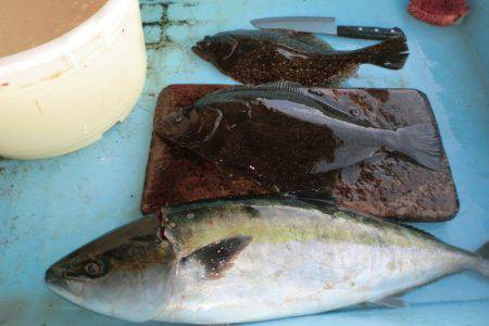 松名瀬フィッシングパーク 釣果