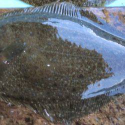 松名瀬フィッシングパーク 釣果