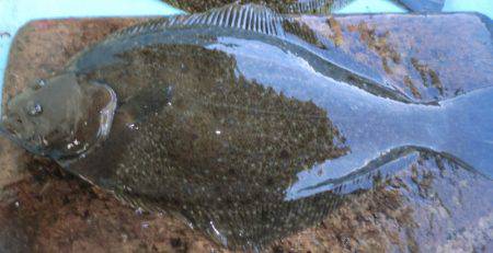 松名瀬フィッシングパーク 釣果