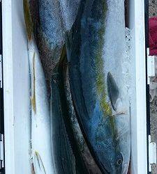 海龍丸(福岡) 釣果