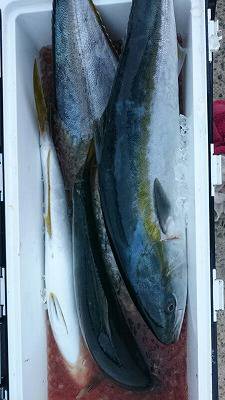 海龍丸(福岡) 釣果