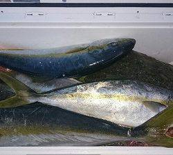 海龍丸(福岡) 釣果