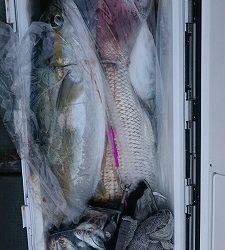 海龍丸(福岡) 釣果