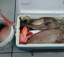 海龍丸(福岡) 釣果