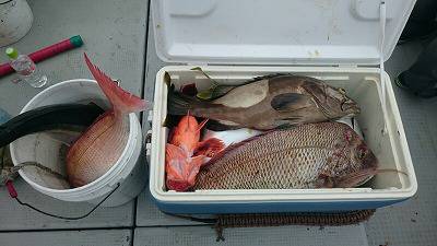 海龍丸(福岡) 釣果