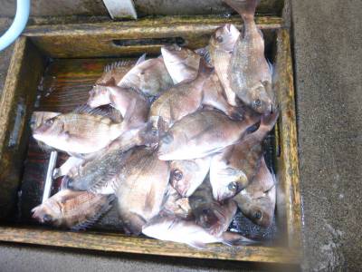 海釣り公園みかた 釣果