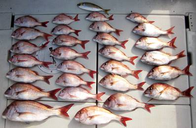 来温丸（らいおんまる） 釣果