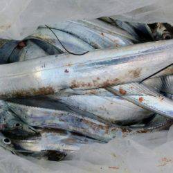 オーフリー 釣果