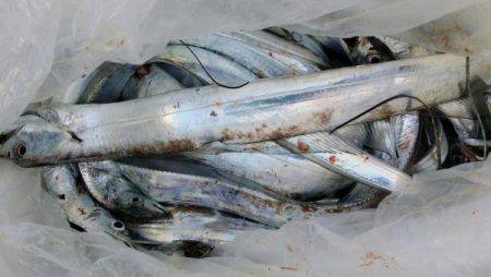 オーフリー 釣果