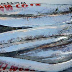 オーフリー 釣果