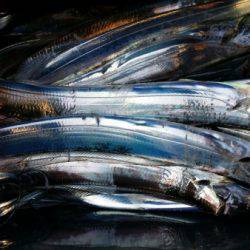 オーフリー 釣果