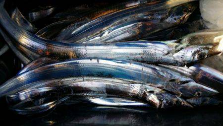 オーフリー 釣果