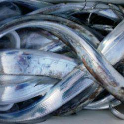 オーフリー 釣果