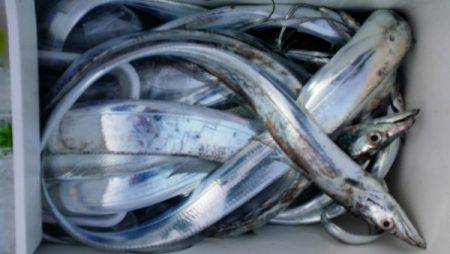 オーフリー 釣果