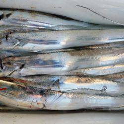 オーフリー 釣果