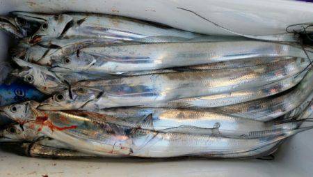 オーフリー 釣果