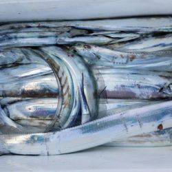 オーフリー 釣果