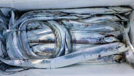 オーフリー 釣果