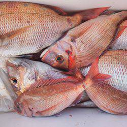 松本釣船2 釣果