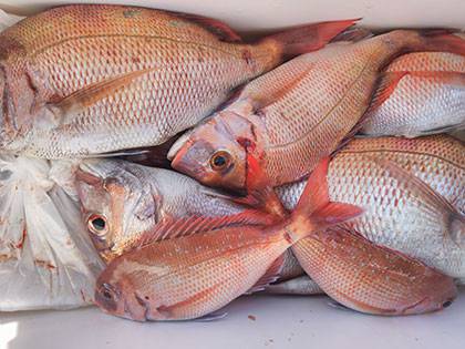 松本釣船２ 釣果