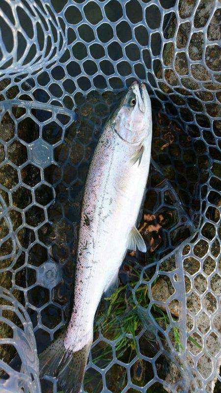 みどりフィッシングエリア 釣果