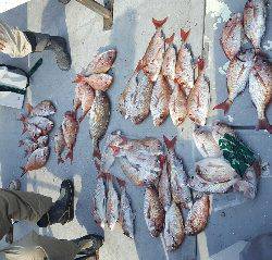 内浜丸 釣果