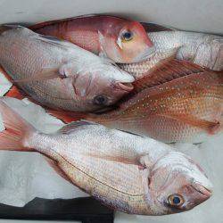 第三むつりょう丸 釣果