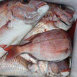 松本釣船２ 釣果