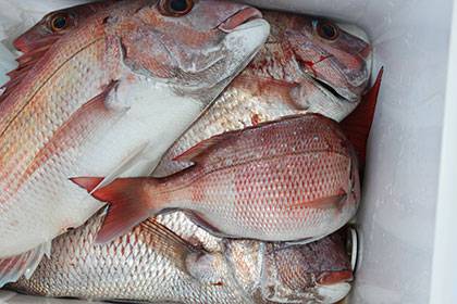 松本釣船２ 釣果