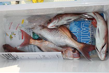 松本釣船２ 釣果