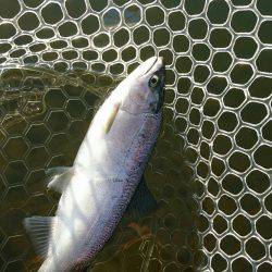 みどりフィッシングエリア 釣果