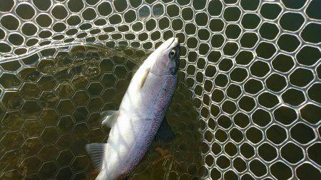 みどりフィッシングエリア 釣果