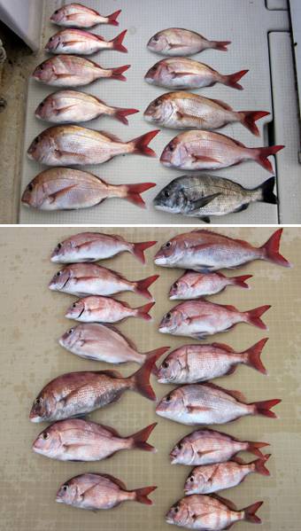 来温丸（らいおんまる） 釣果