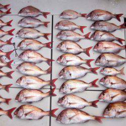 来温丸(らいおんまる) 釣果