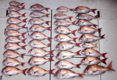 来温丸（らいおんまる） 釣果