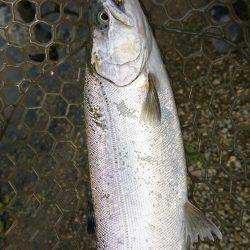 みどりフィッシングエリア 釣果