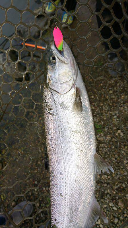 みどりフィッシングエリア 釣果