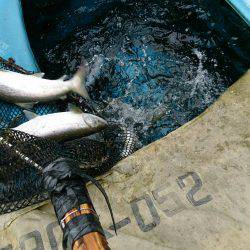 みどりフィッシングエリア 釣果