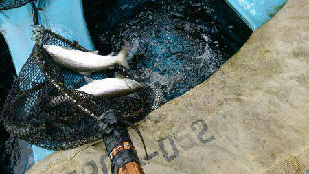 みどりフィッシングエリア 釣果