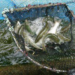 みどりフィッシングエリア 釣果