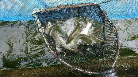 みどりフィッシングエリア 釣果