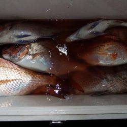 第三むつりょう丸 釣果